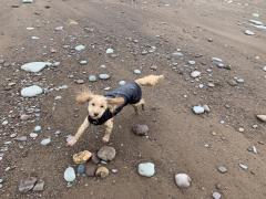 Ani The Dog loving the beach at St Audrie's Bay